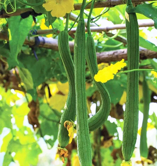 Extra Long Smooth Luffa Gourd Seeds - 20+ Count - Luffa cylindrica - Ideal for 2025 Planting