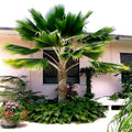 Fiji Fan Palm Tree Seeds - 20 Pack, Fast Growing Tropical Plant, Pritchardia pacifica