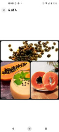 Maradol Papaya Seeds 25+ Sweet Tropical Juicy Edible Fast-Growing Carica papaya