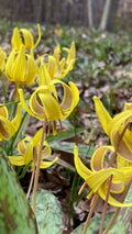 Trout Lily Bulbs | Erythronium Americanum | Yellow Flowers with Bronze Exterior | Mottled Leaves | Spring Bloomer