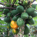 Hawaiian Papaya Seeds (25+) for Garden Planting - Carica papaya - Fast Shipping, USA