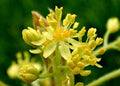 Sassafras Tree Cuttings 12 Thin Aromatic Edible No Roots Sassafras albidum