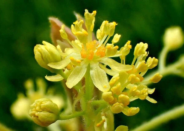 Sassafras Tree Cuttings 12 Thin Aromatic Edible No Roots Sassafras albidum