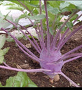 Early Purple Vienna Kohlrabi Seeds - 150 or 1000 Heirloom Seeds - Creamy Tender & Mild Brassica oleracea var. gongylodes