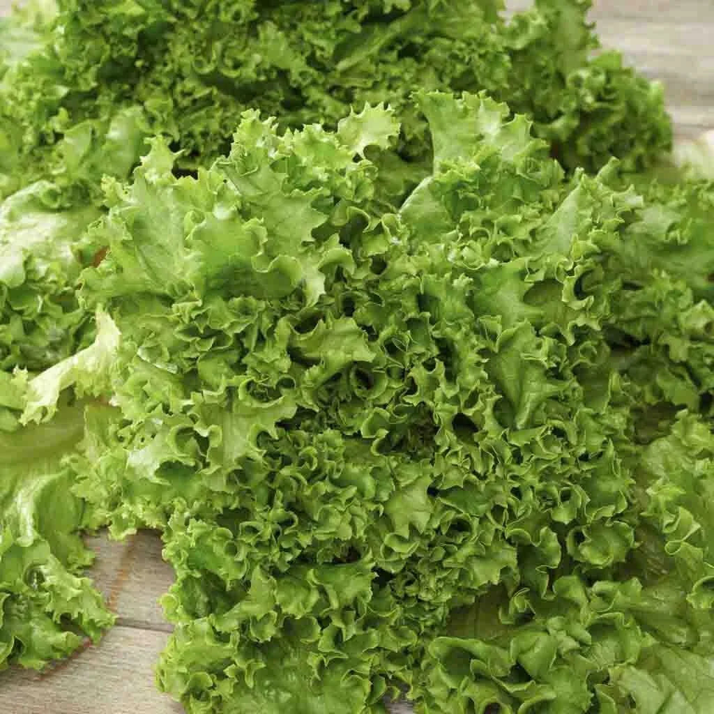 Salad Bowl Lettuce Seeds 250+ Heirloom NON-GMO Vegetable Garden Seeds (Lactuca sativa) - Free Shipping