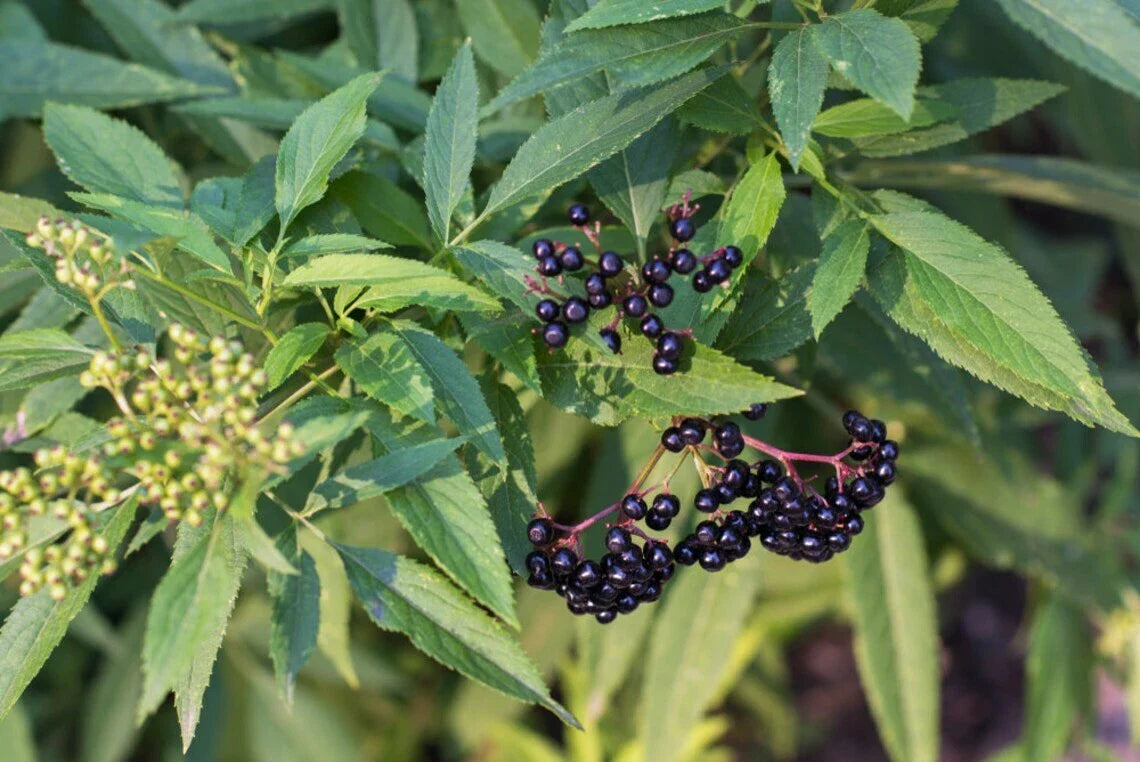 Elderberry Cuttings 6-Pack Native Edible Wildflower Sambucus canadensis