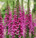 Foxglove Starter Plants Plugs 4-Pack Candy Mountain Rose Digitalis purpurea, Bee Friendly, Attracts Hummingbirds, Deer Resistant