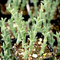 Ruschia Uncinata 'Doringvygie' Succulent Live Plant 2 Inch | Drought-Tolerant Groundcover for Home Garden Decor