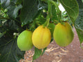 50 Seeds Jatropha Curcas - Rare Physic Nut, Barbados Variety, Diesel Plant, Drought Tolerant Seed