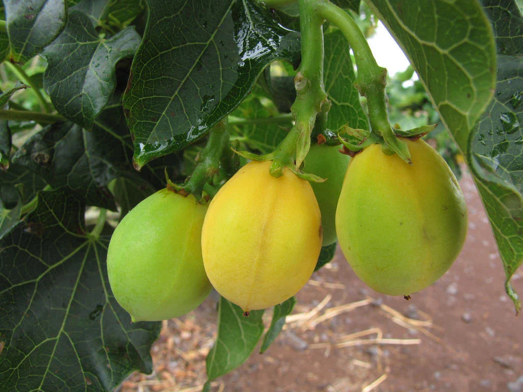 50 Seeds Jatropha Curcas - Rare Physic Nut, Barbados Variety, Diesel Plant, Drought Tolerant Seed