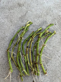 Rooted Sweet Potato Slips - 10 Cuttings for Planting - Ipomoea batatas