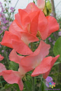 Patti Sweet Pea Seeds - 50+ Pack - Garden Planting - Lathyrus odoratus - USA