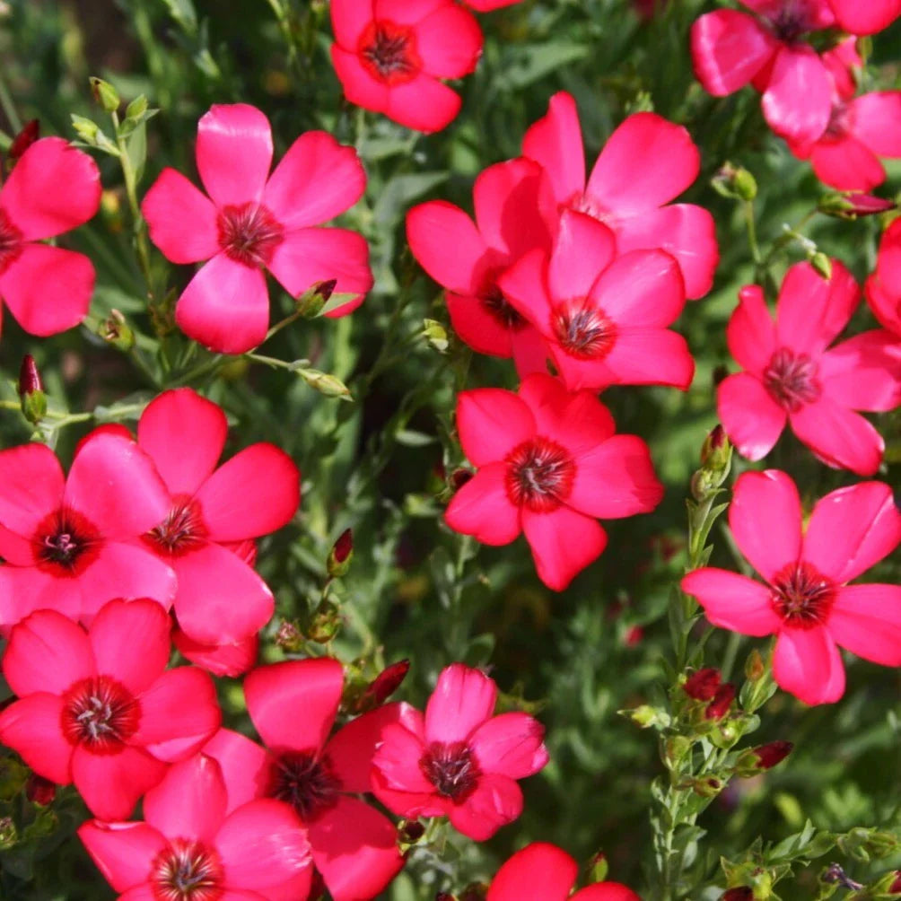 Scarlet Flax Seeds for Planting - Red Crimson Ruby, Linum Grandiflorum, 2025 Gardening Herb
