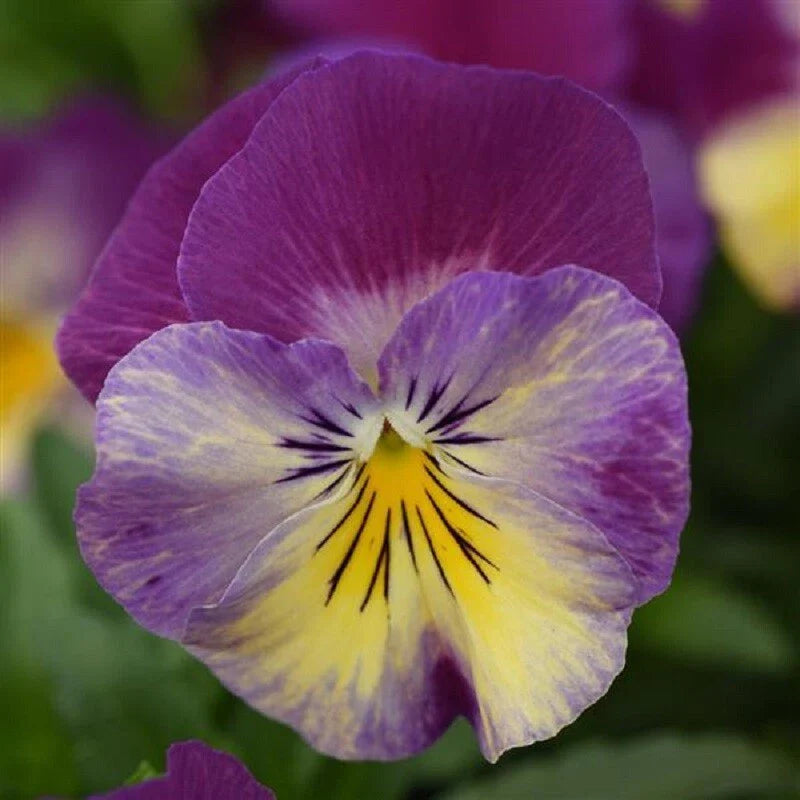 Cool Wave Raspberry Swirl Pansy Seeds - 200+ Count - Viola Plant Seeds for Garden