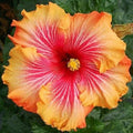 Hibiscus Seeds - 20 Pack - Red Yellow Orange Perennial Flowers - Hibiscus rosa-sinensis