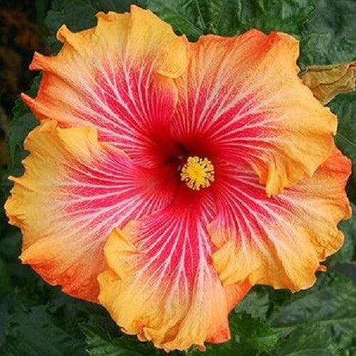 Hibiscus Seeds - 20 Pack - Red Yellow Orange Perennial Flowers - Hibiscus rosa-sinensis