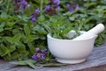 Medicinal Seed Set #2, 12 Organic Herb Seeds, Healing Varieties for Home Gardening, Plantago, Echinacea, Calendula