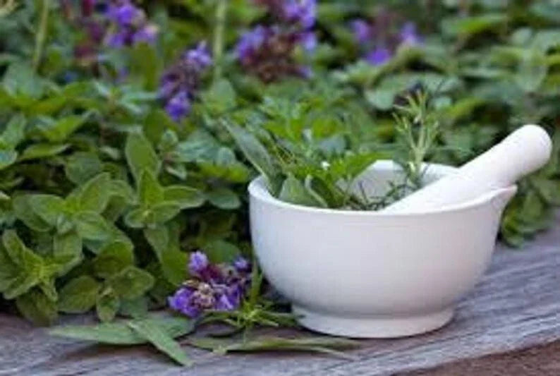 Medicinal Seed Set #2, 12 Organic Herb Seeds, Healing Varieties for Home Gardening, Plantago, Echinacea, Calendula