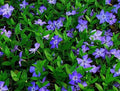 Creeping Myrtle Ground Cover 50 Pack Vinca Minor Periwinkle Evergreen Perennial Drought-Resistant Plants for Zones 4-8