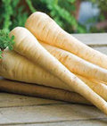 PARSNIP SEEDS 500 COUNT, HARRIS MODEL, HEIRLOOM, NON-GMO, Vegetable Garden Seeds, Pastinaca sativa