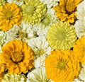 Lemon Meringue Zinnia Seeds - 100+ NON-GMO Seeds for Vibrant Garden Blooms - Zinnia elegans
