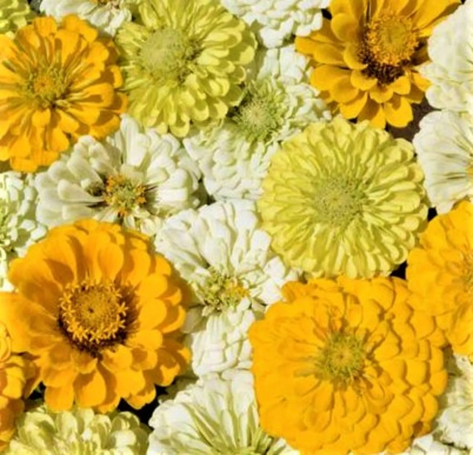 Lemon Meringue Zinnia Seeds - 100+ NON-GMO Seeds for Vibrant Garden Blooms - Zinnia elegans