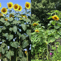 Mammoth Black Russian Sunflower Seeds - 26+ Organic Annual Wildflower, Helianthus annuus, Easy to Grow