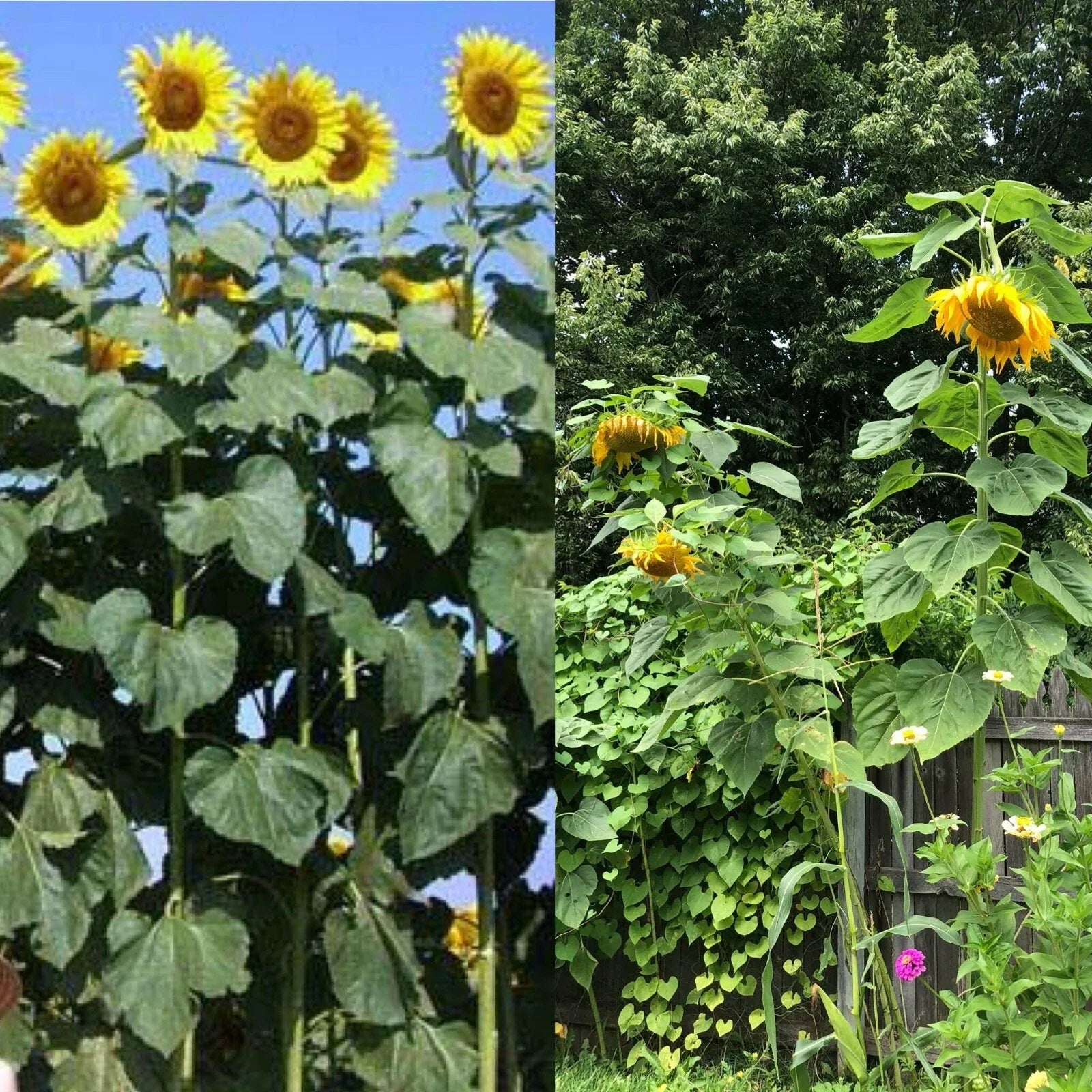 Mammoth Black Russian Sunflower Seeds - 26+ Organic Annual Wildflower, Helianthus annuus, Easy to Grow