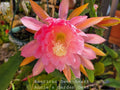 Epiphyllum Cuttings - 8 to 10 inches - American Sweetheart - Epiphyllum spp. Unrooted Succulent Plant Cuttings