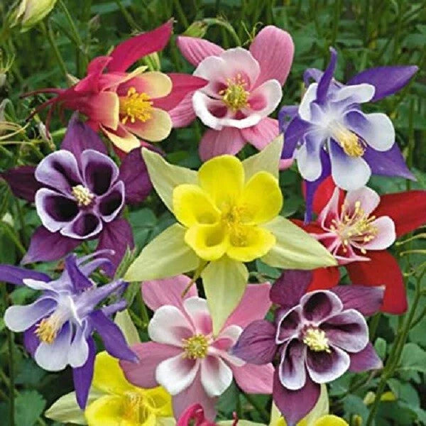 Giant Mix Columbine Seeds - 50 Perennial Flower Seeds - Aquilegia Variety - US Seller