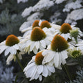 White Coneflower Daisy Seeds - 200+ Count - Echinacea purpurea - Ideal for Garden Planting - USA Shipping