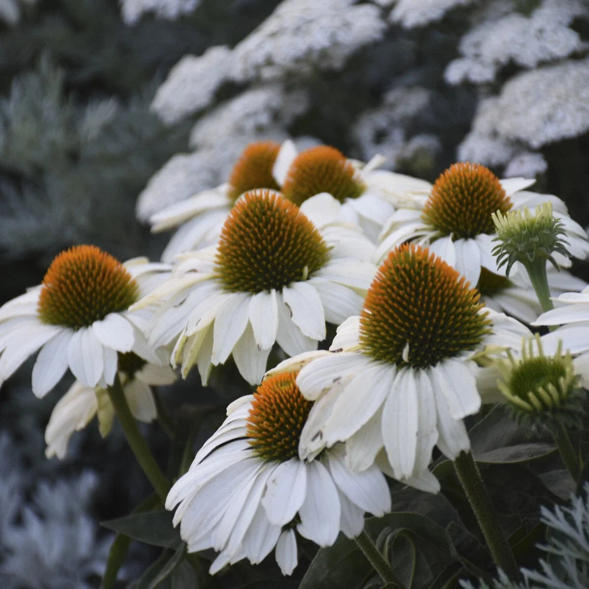 White Coneflower Daisy Seeds - 200+ Count - Echinacea purpurea - Ideal for Garden Planting - USA Shipping