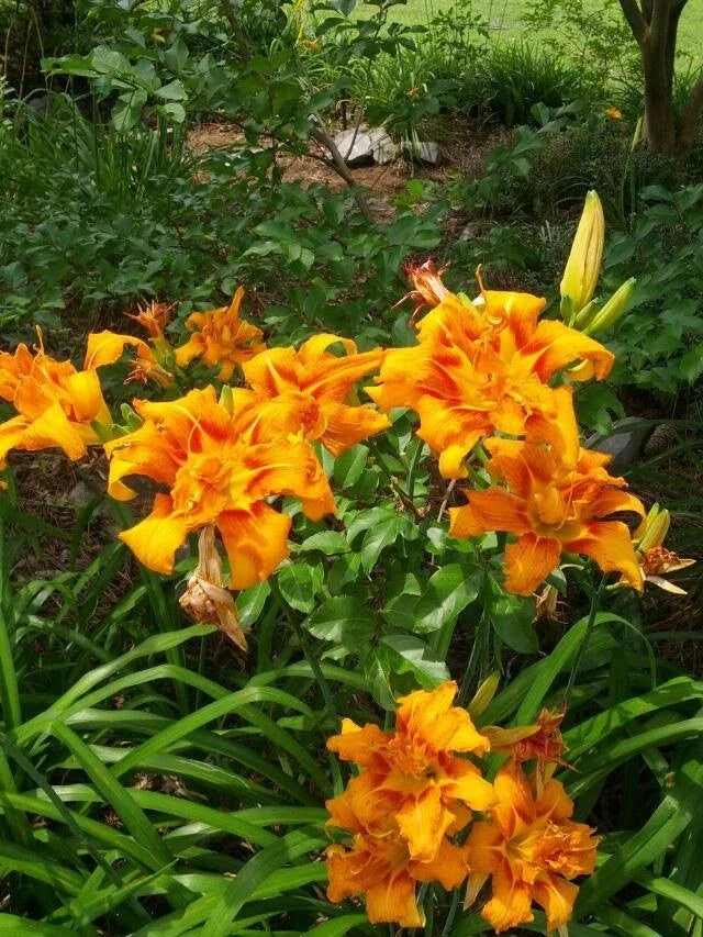 Kwanso Daylily Live Plants - 5 Bare Root Established Plants - Hemerocallis fulva - 2-3 Years Old