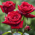 Red Rose Seeds - 20 Non-GMO Heirloom Seeds for Home Gardens & Bouquets - Rosa rubiginosa