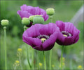 Poppy Seeds Bulk 200+ Seeds Lauren’s Grape Purple Non-GMO for Butterflies and Bees (Papaver somniferum)