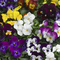 Viola Seeds - 50 Seeds Scented Viola Deltini Mix - Colorful Flowering Plants for Garden - Viola tricolor