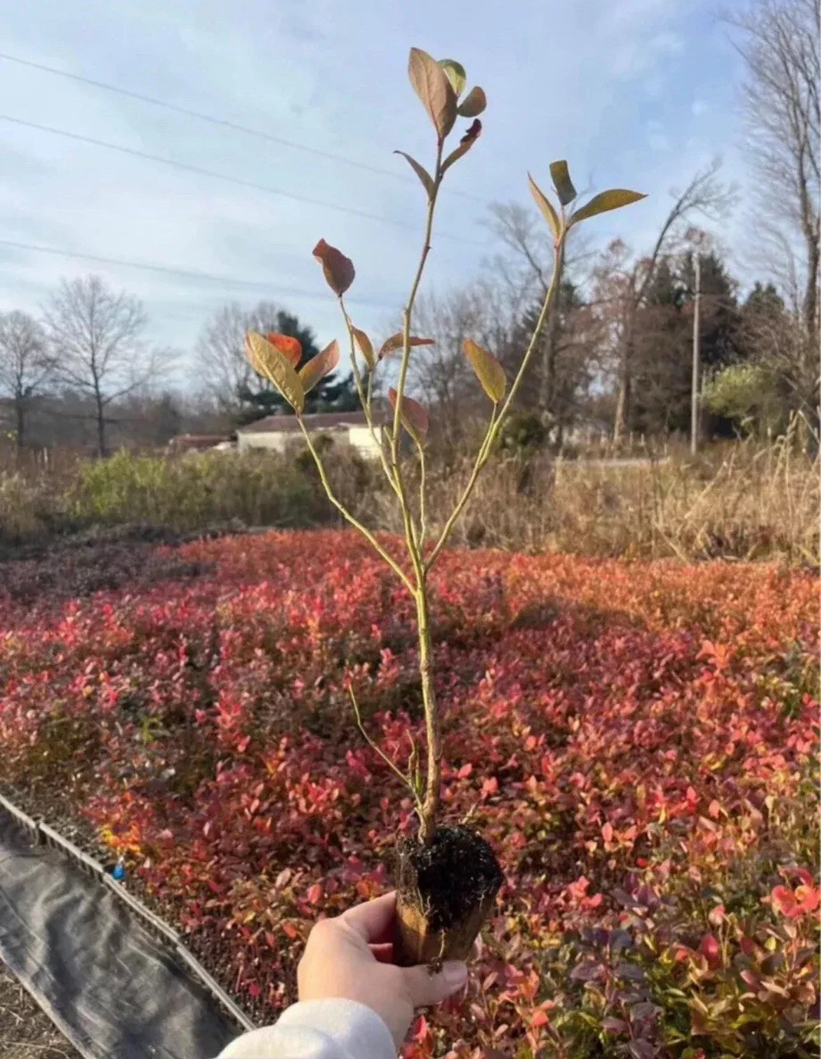 Rooted Blueberry Cuttings - 15 Pack - Highbush Variety - Vaccinium corymbosum