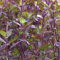 Red Leaf Holy Basil Seeds, NON-GMO, Tulsi, Ayurveda, Monks Basil, Ocimum sanctum, Organic Gardening, Herbal Seeds