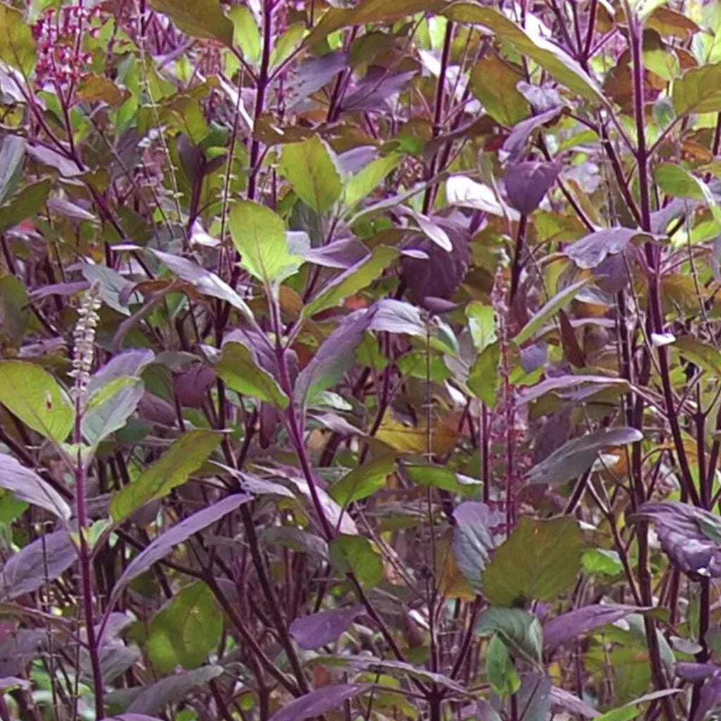 Red Leaf Holy Basil Seeds, NON-GMO, Tulsi, Ayurveda, Monks Basil, Ocimum sanctum, Organic Gardening, Herbal Seeds