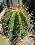 Stenocereus Queretaroensis Cutting, Live Succulent Plant, Pitaya, Cactus Variety, Edible Fruit Plant