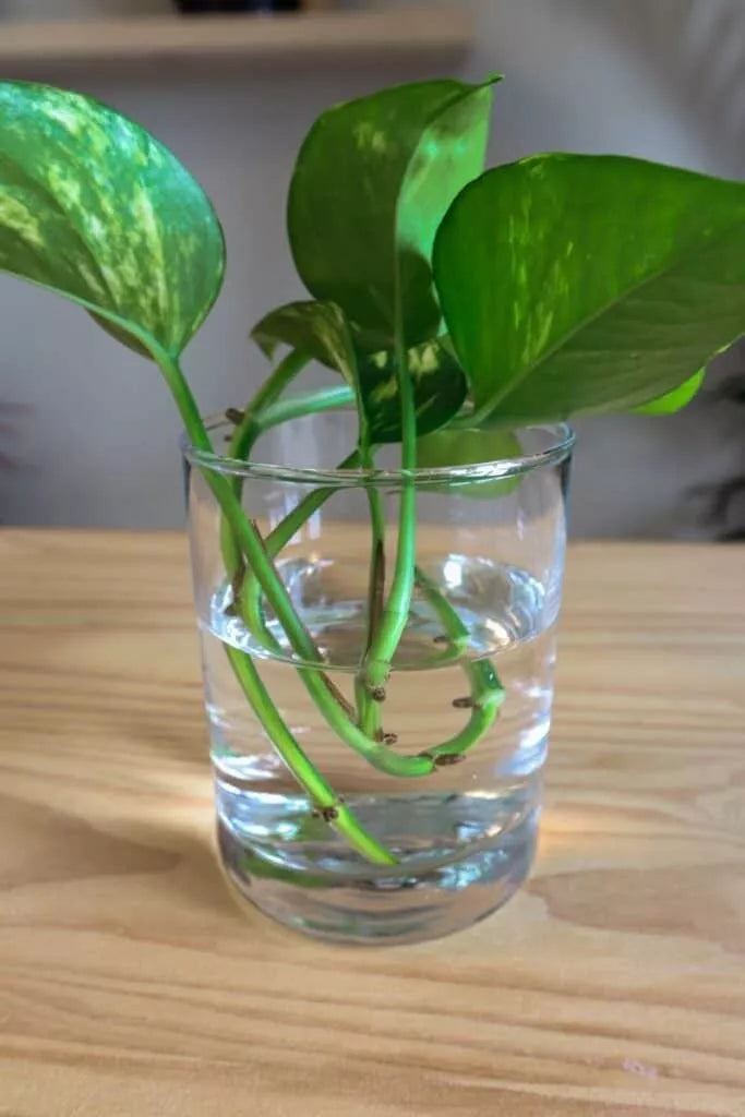 Pothos Cuttings - 10 Fresh Unrooted Cuttings - Easy Fast Growing Air Purifying Plant - Epipremnum aureum