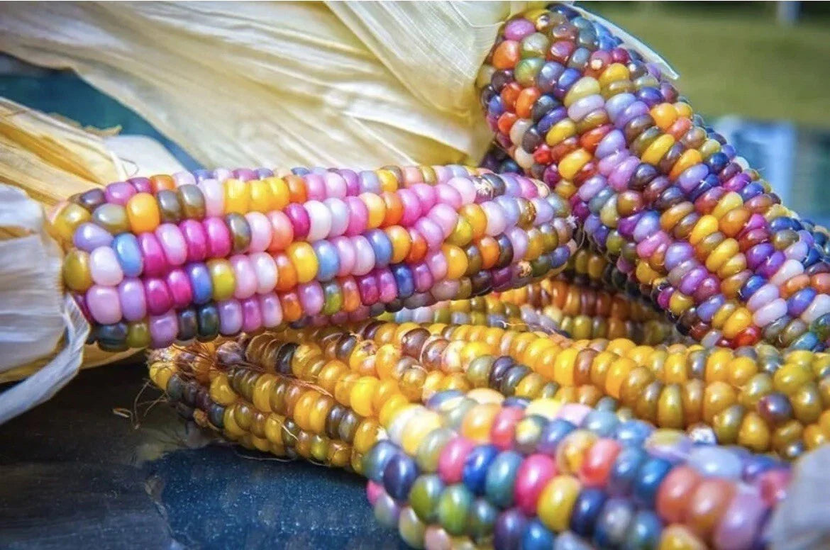 Translucent Glass Gem Corn Seeds - 25+ Seeds for Planting - Zea mays
