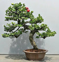 Plum Fruit Bonsai Tree Seeds - 15 Pack - Prunus Americana - USA Grown