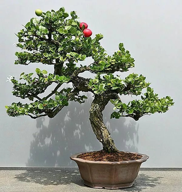 Plum Fruit Bonsai Tree Seeds - 15 Pack - Prunus Americana - USA Grown