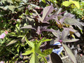 Sweet Potato Cuttings 5 Rooted Heirloom Blackie for Pots and Beds Ipomoea batatas