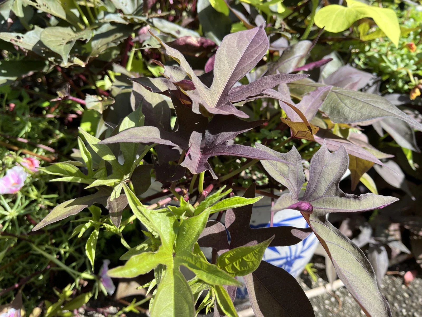 Sweet Potato Cuttings 5 Rooted Heirloom Blackie for Pots and Beds Ipomoea batatas