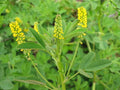 1200 Seeds Clover Yellow Flower Sweet Trifolium repens - GroCo USA - Bulk Clover Seeds for Planting