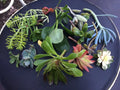 Succulent Cuttings - Rare Varieties for Planting - Ideal for Rooting - Perfect for Terrariums and Gardens