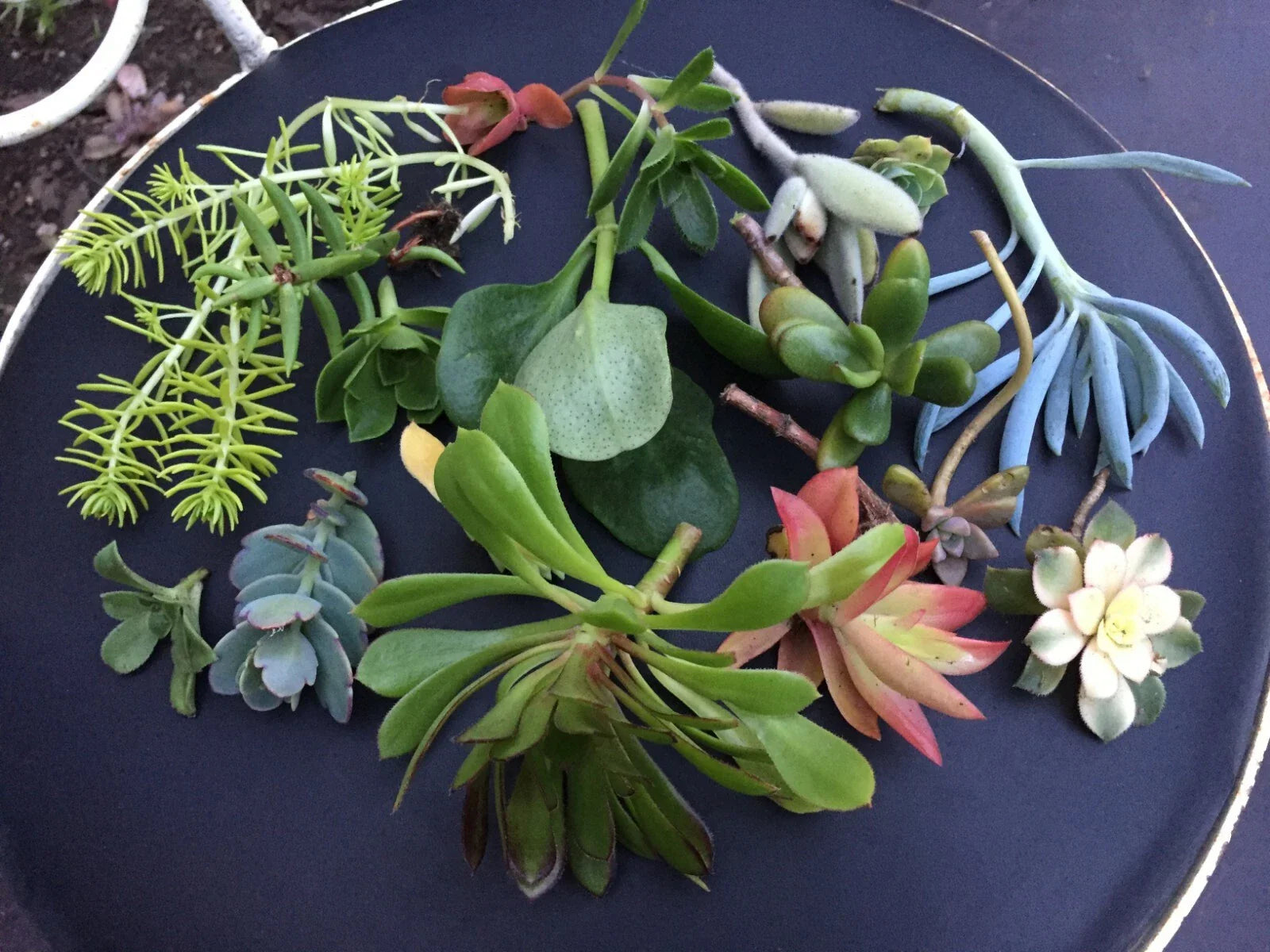 Succulent Cuttings - Rare Varieties for Planting - Ideal for Rooting - Perfect for Terrariums and Gardens