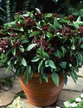 Basil Seeds - 500 Count - Siam Queen Thai Basil - Non-GMO Culinary Herb - Ocimum basilicum